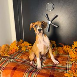 Girl 1 - Fawn female Boxer puppy in Prestonsburg, Kentucky from Diamond Standard Boxers