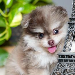 Honey - Black and tan female Pomeranian puppy in Santa Clarita, California from Hollywood Mini Pets