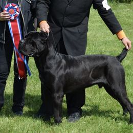 Cane Corso from Barry Gorelick's Cane Corsos