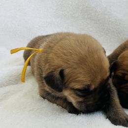 Boerboel Puppies from Southern Pride Boerboels