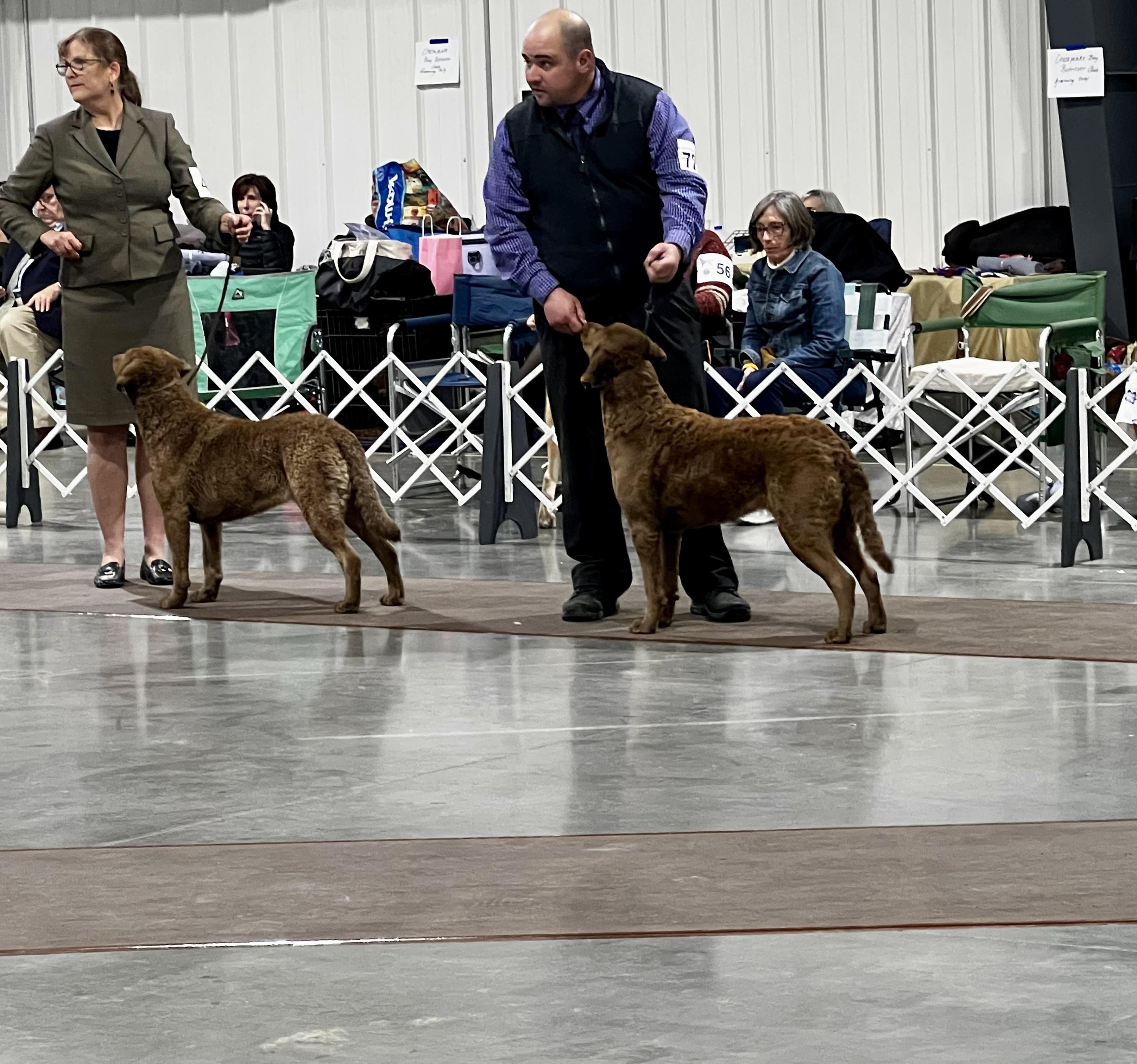 Fowl Mouth Gun Dogs in Pennsylvania | Chesapeake Bay Retriever puppies ...