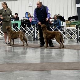 Chesapeake Bay Retrievers from Fowl Mouth Gun Dogs