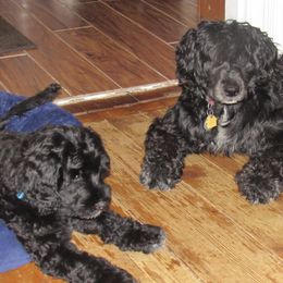 Portuguese Water Dog Puppies from Topsail PWDs