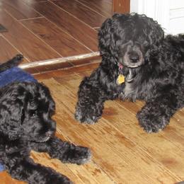 Portuguese Water Dog Puppies from Topsail PWDs