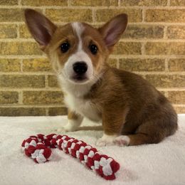 Green Female - Sable female Pembroke Welsh Corgi puppy in Mcarthur, Ohio from Bentley Corgis LLC