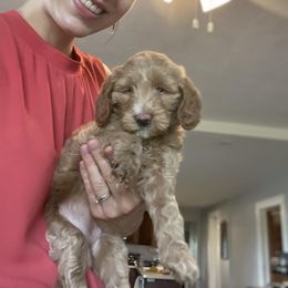 Bernedoodle and Goldendoodle Puppies from BrookeMarie’s Goldendoodle Love