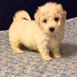 Rocko- Blue Collar, Jimmy (choo) - White male Bichon Frise puppy in East Carondelet, (St Louis Metropolitan Area), Illinois from BichonSTL