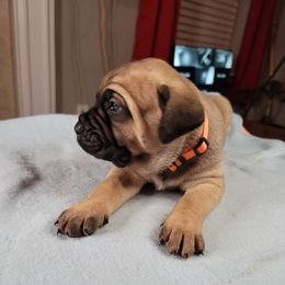 Cane Corso from Love Kennels