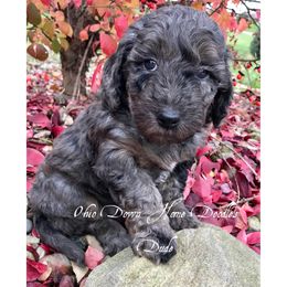Goldendoodle Puppies from Ohio Down Home Doodles