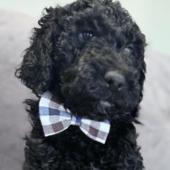 Baxter - Black Double Doodle puppy in Woolwich, Maine from Dog Paw Doodles