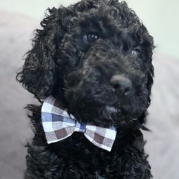 Baxter - Black Double Doodle puppy in Woolwich, Maine from Dog Paw Doodles