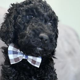 Baxter - Black Double Doodle puppy in Woolwich, Maine from Dog Paw Doodles