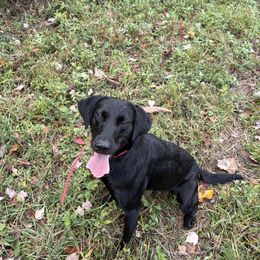 Bonnie - Labrador Retriever