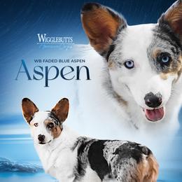 Aspen - American Corgi