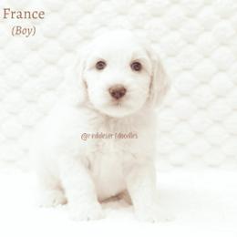 France - Cream male Australian Labradoodle puppy in Hurricane, Utah from Red Desert Doodles