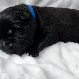 German Shepherd Puppies from Prolific Northwest K9s