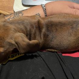 Dachshund Puppies from Witchy Woman’s Wiener’s