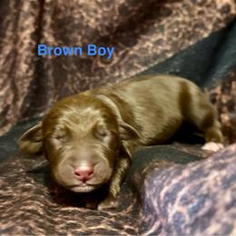 Boy 4 - Chocolate male Catahoula Leopard Dog puppy in Peyton, Colorado from Gunslinger Catahoulas