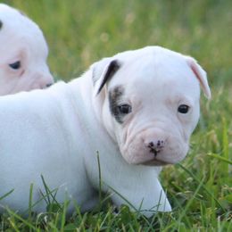 Male 3 - White and brindle male American Bulldog puppy in Xenia, Ohio from Bingham's Bulldogs LLC