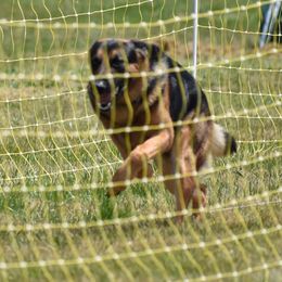 German Shepherds from Matthew Riley's German Shepherds