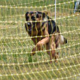 German Shepherds from Matthew Riley's German Shepherds