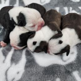 4th pick female OPEN - Black and white female Boston Terrier puppy in Morristown, Tennessee from Down in the Holler
