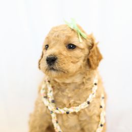 Poodle Puppies from Pugsley Poodles