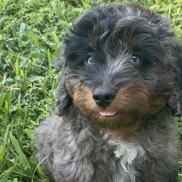 Aussiedoodles and Australian Mountain Doodles from Ridgeline Doodles