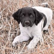 Kleine Munsterlander Puppies from Haus im Wald