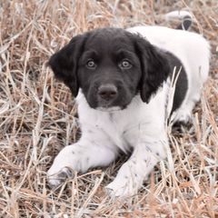 Kleine Munsterlander Puppies from Haus im Wald