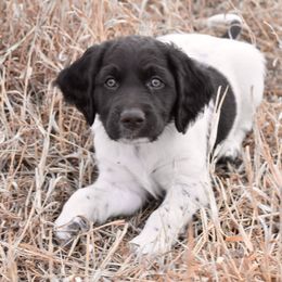 Kleine Munsterlander Puppies from Haus im Wald