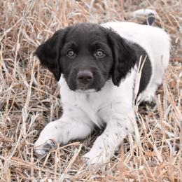 Kleine Munsterlander Puppies from Haus im Wald
