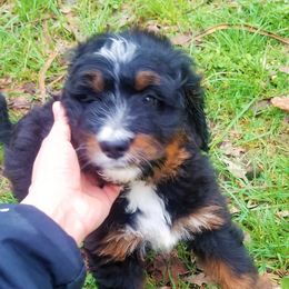 Bernedoodle Puppies from Flat Creek Bernedoodles