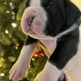 Flashy brindle male - Brindle male Boxer puppy in Enon, Ohio from Diamond Lane Boxers