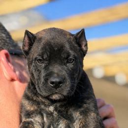 Girl 5 - Black brindle female Cane Corso puppy in Sandia, Texas from OneTime Cane Corso