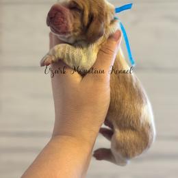 Blue boy - Red and white male Basset Hound puppy in Conway, Missouri from Ozark Mountain Kennel