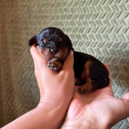 Gator - Black and tan male Cavalier King Charles Spaniel puppy in Gonzales, Texas from Veach Cavaliers & Farm