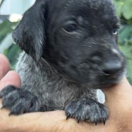Black - Black roan male German Shorthaired Pointer puppy in New Bedford, Massachusetts from Foot Hunter Kennel