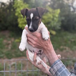 Muskrat - Tri-color male Russell Terrier puppy in Great Falls, Montana from VS Golden Fields