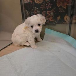 Remy - White male Maltipoo puppy in Sahuarita, Arizona from Cowgirl's Legacy