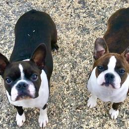 Boston Terriers from Stirling Boston Terriers