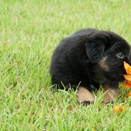Australian Shepherd Puppies from Crown C Aussies