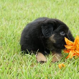 Australian Shepherd Puppies from Crown C Aussies