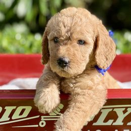 Hydrangea - Double Doodle puppy in Bonita Springs, Florida from Doodle Den SWFL