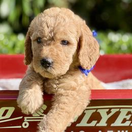 Hydrangea - Double Doodle puppy in Bonita Springs, Florida from Doodle Den SWFL
