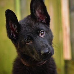 German Shepherd Puppies from Von Müllerstrand