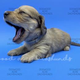 Dachshund Puppies from Dogwood Acre Dachshunds