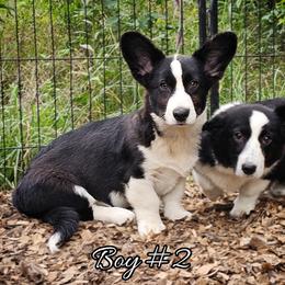 Boy - Black and white male Cardigan Welsh Corgi puppy in Natchitoches. La, Louisiana from Bleu Bayou Corgis