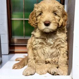 Australian Labradoodle Puppies from Blue Line Doodles of Arizona