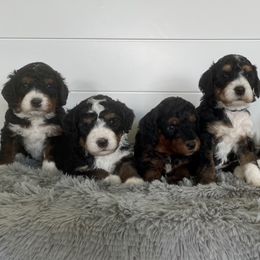 Bernedoodle, Cavalier King Charles Spaniel, and Cavapoo Puppies from Harper Haven Cavaliers & Doodles